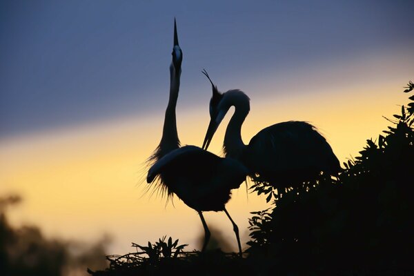 Deux oiseaux sauvages sur la photo du coucher du soleil