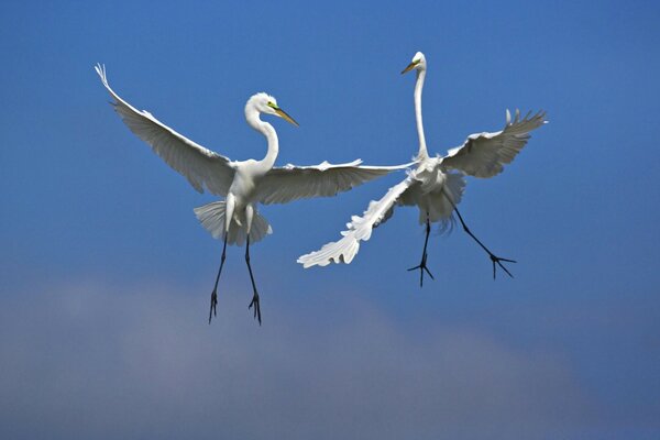 Waterfowl in the blue sky