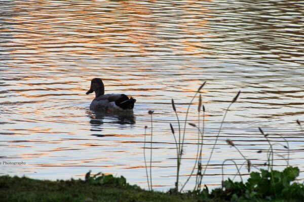 Anatra che galleggia sull acqua al tramonto