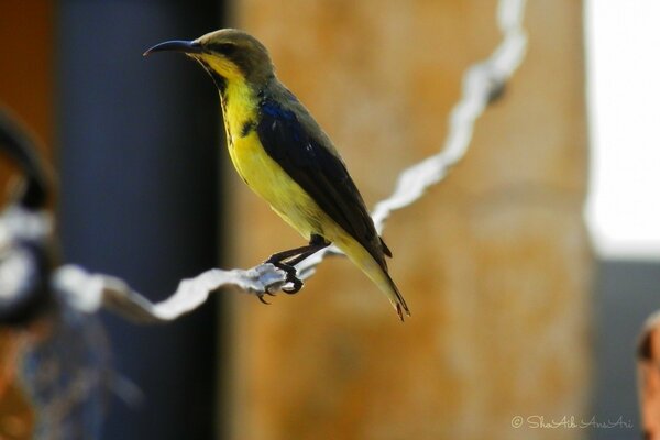 Yellow bird with black wings