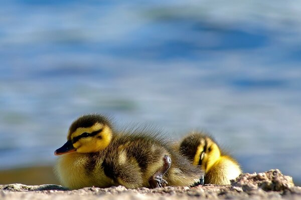 Hermosos patos en la naturaleza