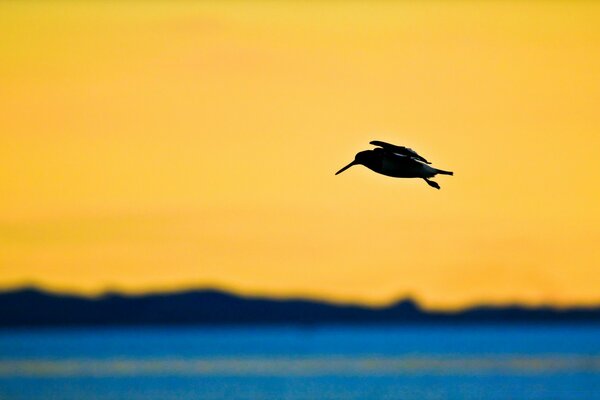 A bird flying against the sunset background