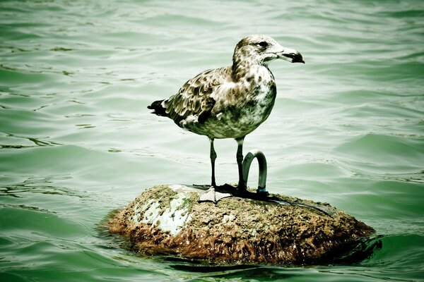 Wasservogel auf grünem Wasser