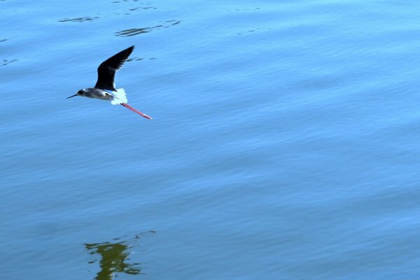 The bird flies over the water to the left