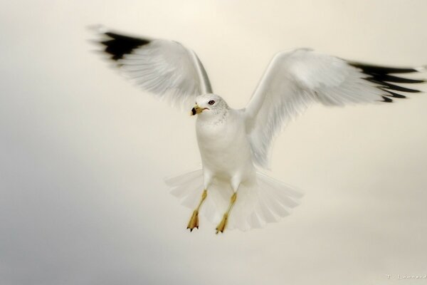 The wingspan of a white gull