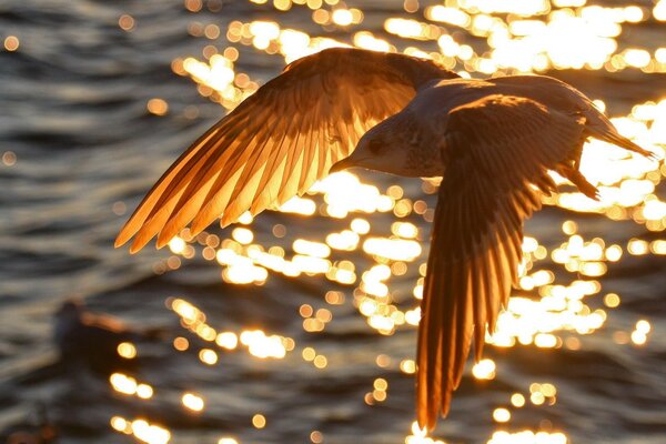 Die Möwe fliegt in der Sonne über das Wasser