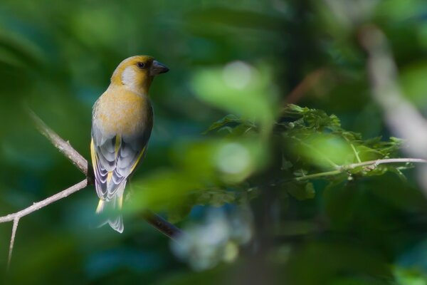 Oiseau jaune sur une branche d arbre