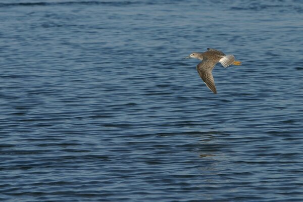 The bird, flapping its wings, flies over the water