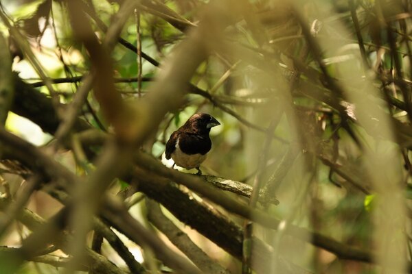 Oiseau assis sur une branche d arbre