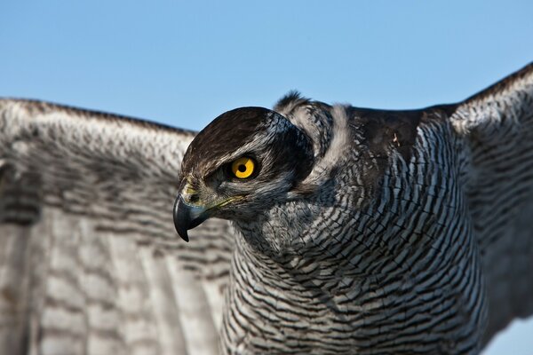 Eagle is a bird from the wild