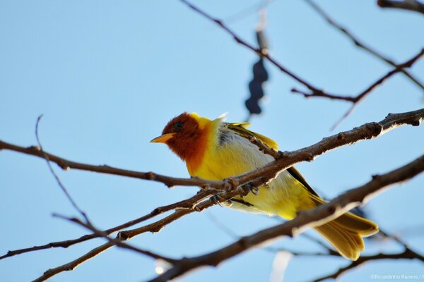 The singer sits on a branch and chirps