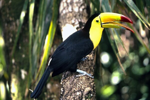 Toucan in the rainforest. Yellow beak