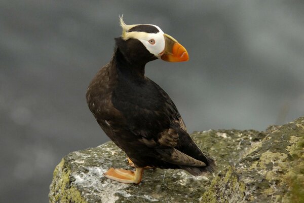 Canard au bec rouge