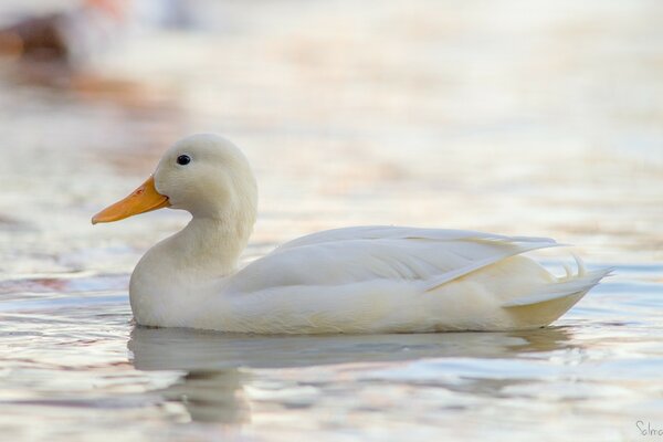 Weiße Ente auf glattem Wasser