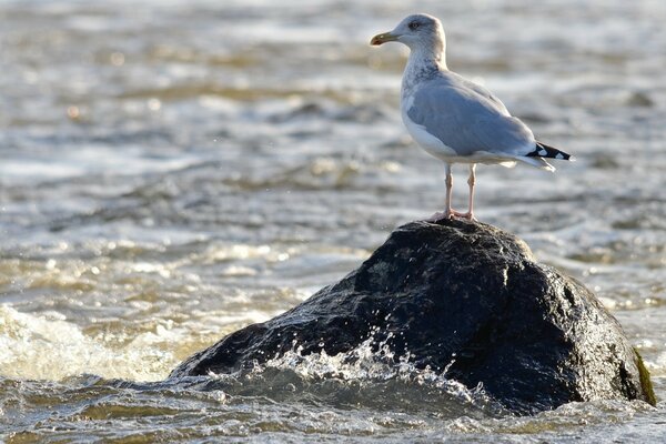 Gaviota en una piedra en medio del mar hermosa