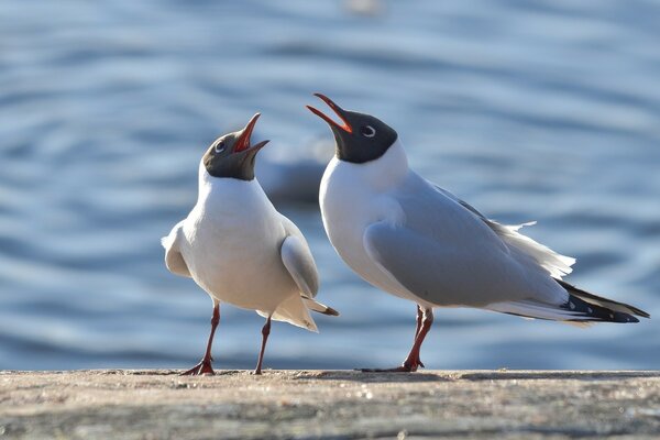 Seagulls on the shore of the reservoir