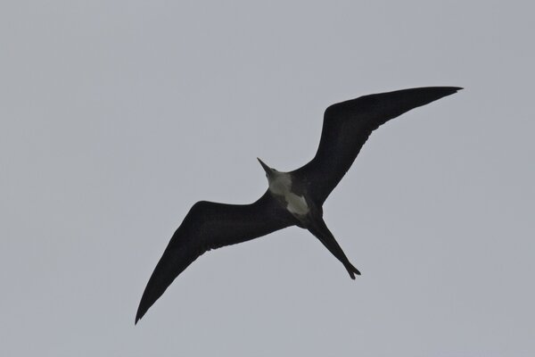 Oiseau volant librement dans le ciel