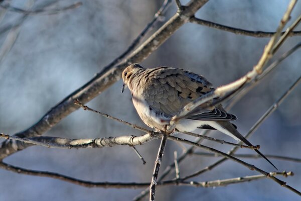 Der Vogel sitzt im Winter auf einem Ast