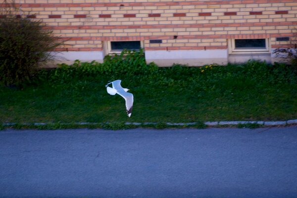 A seagull flies over the grass to the right