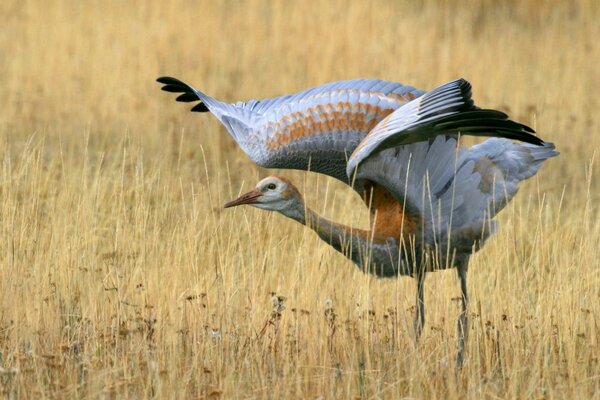 Animale selvatico nel suo habitat naturale