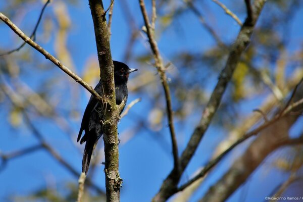 Pájaro después de despertar por la mañana