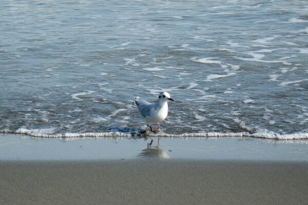 A seagull walks along the seashore