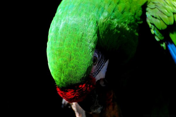 Loro de color verde inclinó la cabeza