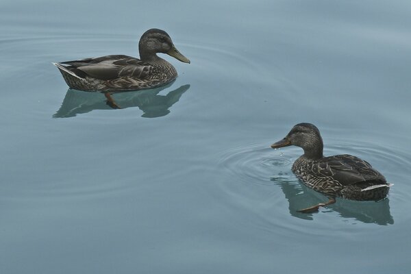 Two ducks floating on the surface of the water