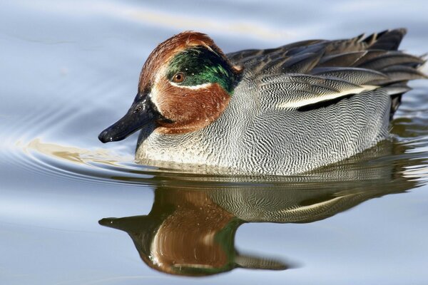 Teal alado verde Nana crecca