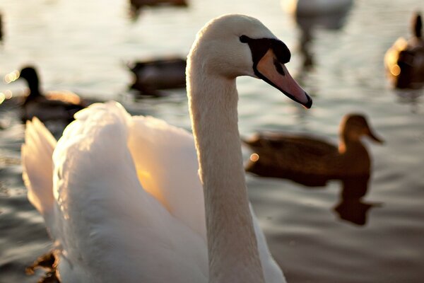 White swans on a beautiful lake