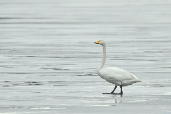 Oiseau blanc marche sur l eau