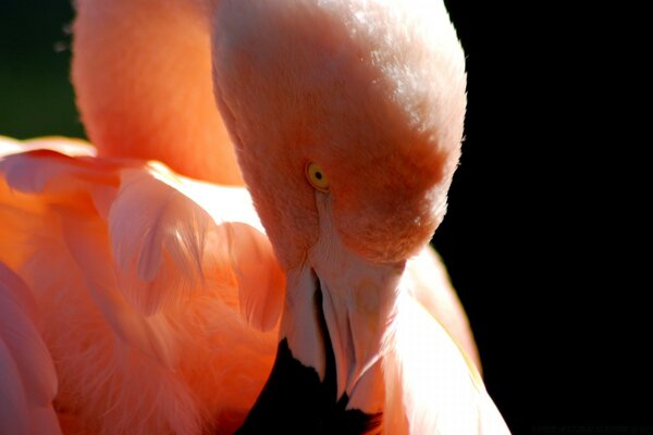 Flamants roses dans l eau de la faune