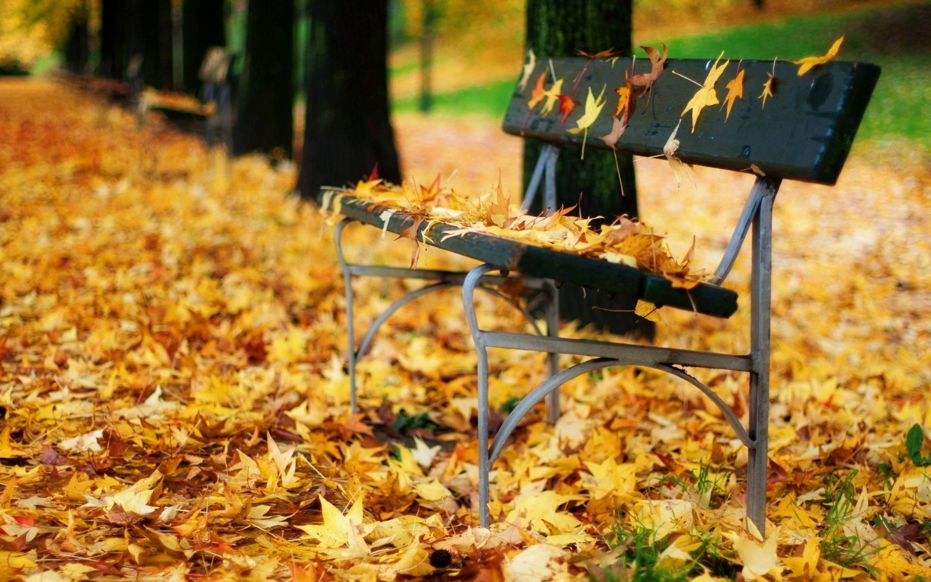 autumn fall leaf wood food outdoors maple tree season park bench nature garden