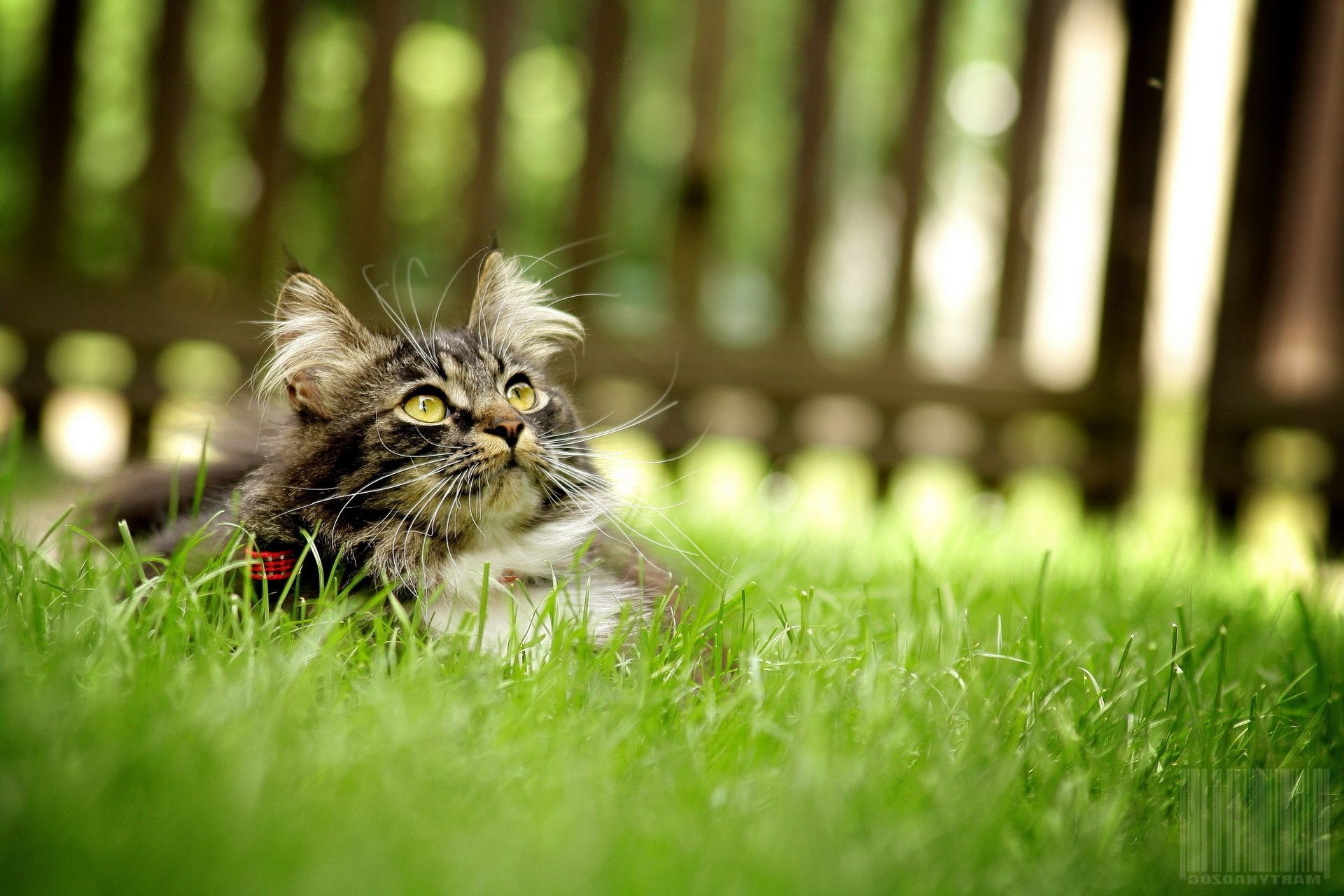 cats grass nature field cat cute portrait animal hayfield