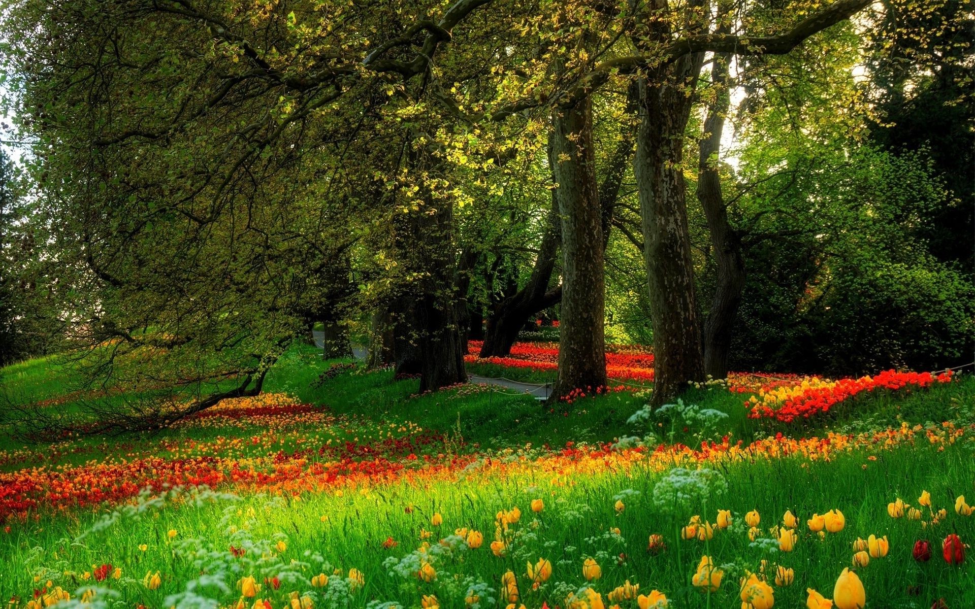 parcs fleur paysage nature feuille arbre parc saison herbe croissance jardin extérieur rural pittoresque campagne beau temps lumineux flore environnement printemps