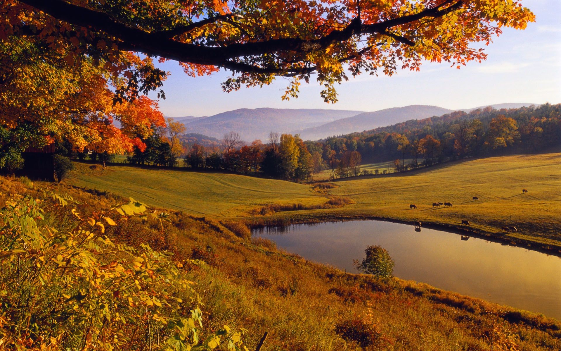 rivières étangs et ruisseaux étangs et ruisseaux automne paysage arbre nature feuille à l extérieur eau bois lac pittoresque rivière