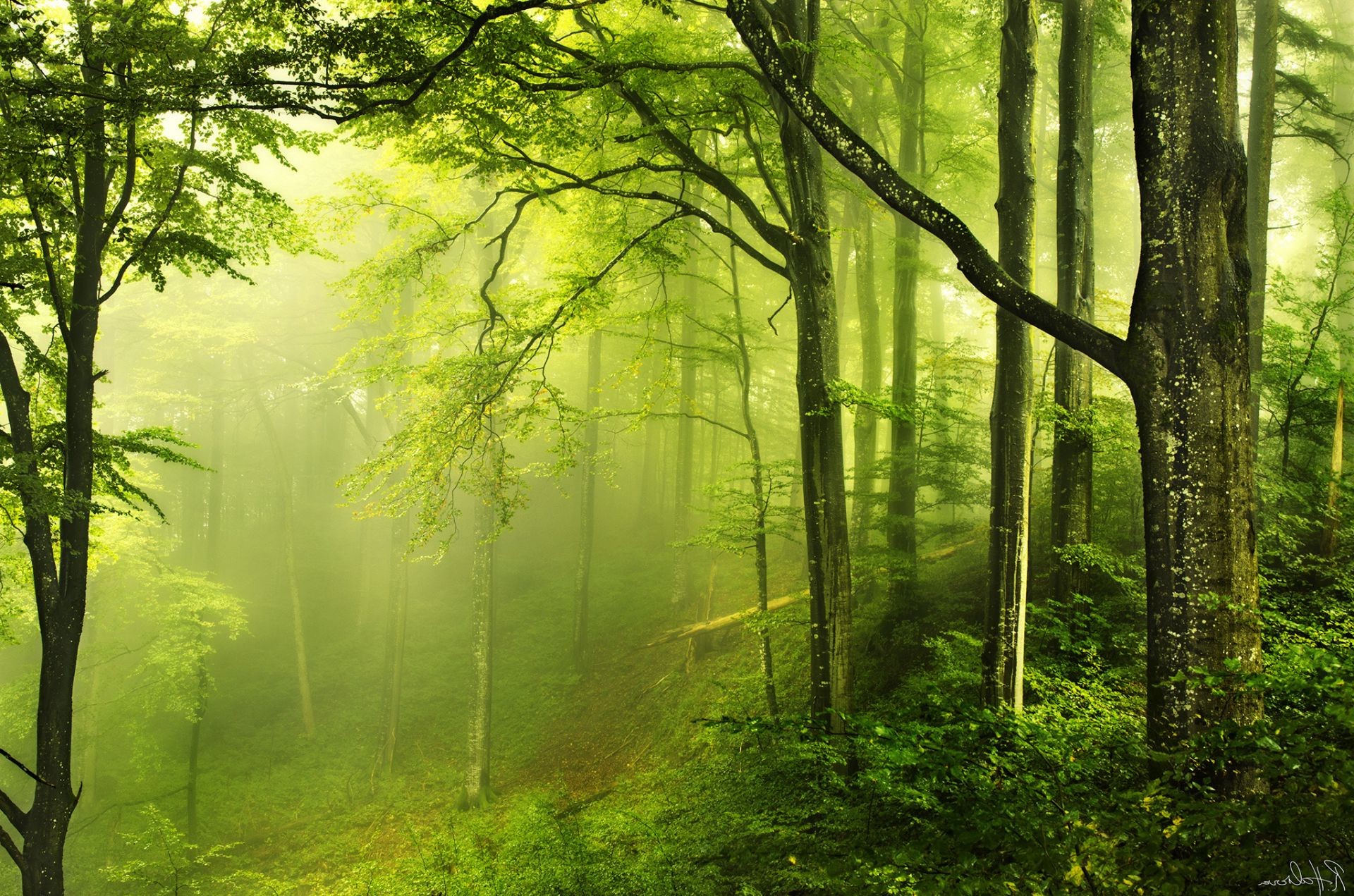 las drewno mgła mgła liść świt drzewo sunbeam krajobraz natura jesień słońce bujne dobra pogoda buk wieś park oświetlony na zewnątrz mgła