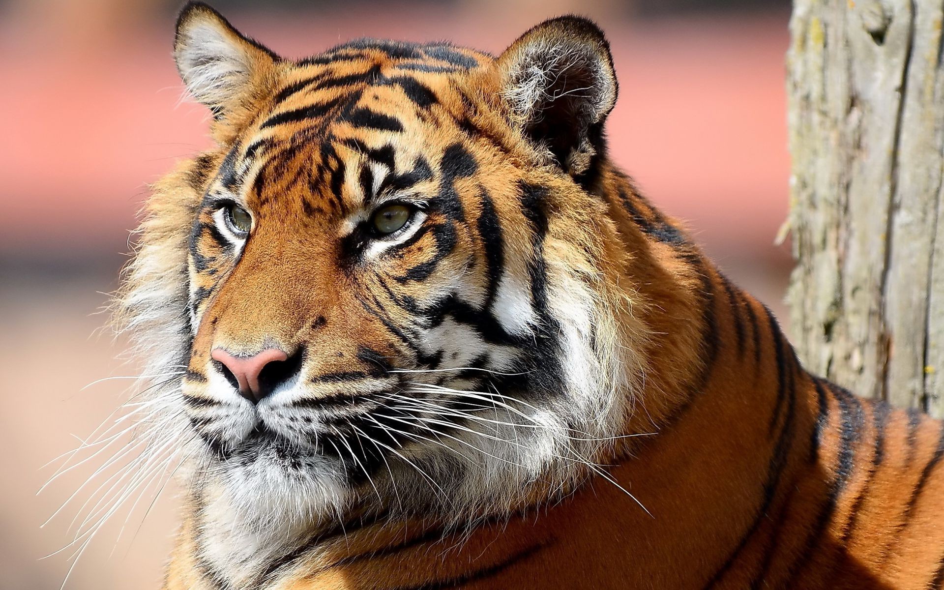 tigres chat tigre faune mammifère animal prédateur zoo fourrure portrait oeil chasseur jungle à la recherche en colère bande mangeur de viande safari sibérien agression sauvage