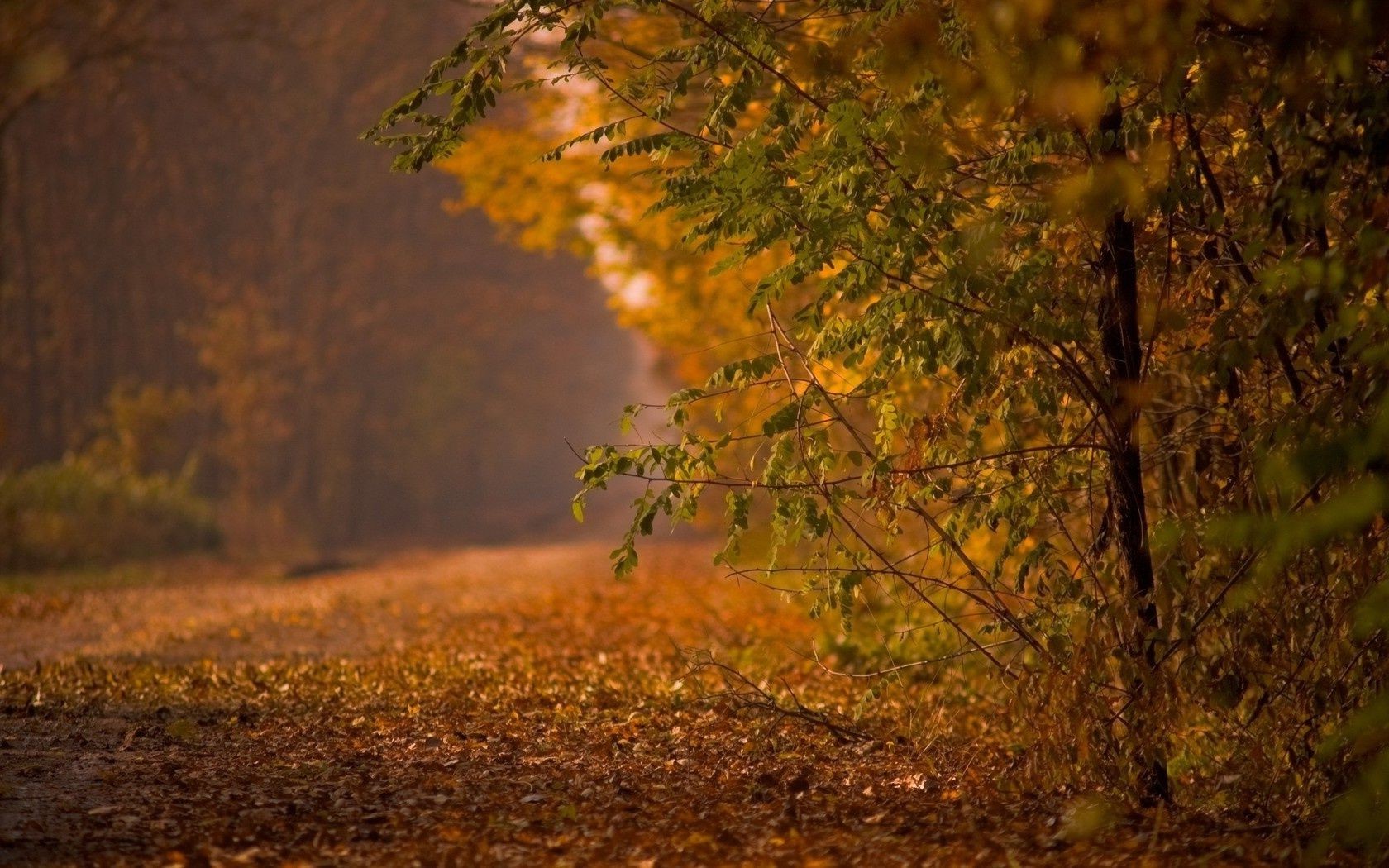 carretera otoño árbol hoja madera paisaje amanecer naturaleza al aire libre iluminado luz luz del día sol oro parque buen tiempo niebla color niebla