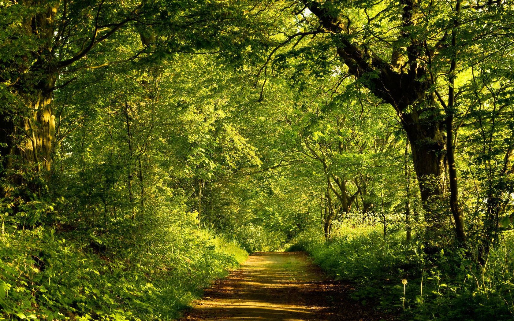 lugares famosos madeira árvore natureza folha paisagem parque exuberante amanhecer ambiente bom tempo cênica guia temporada sol ao ar livre ramo paisagens outono brilhante