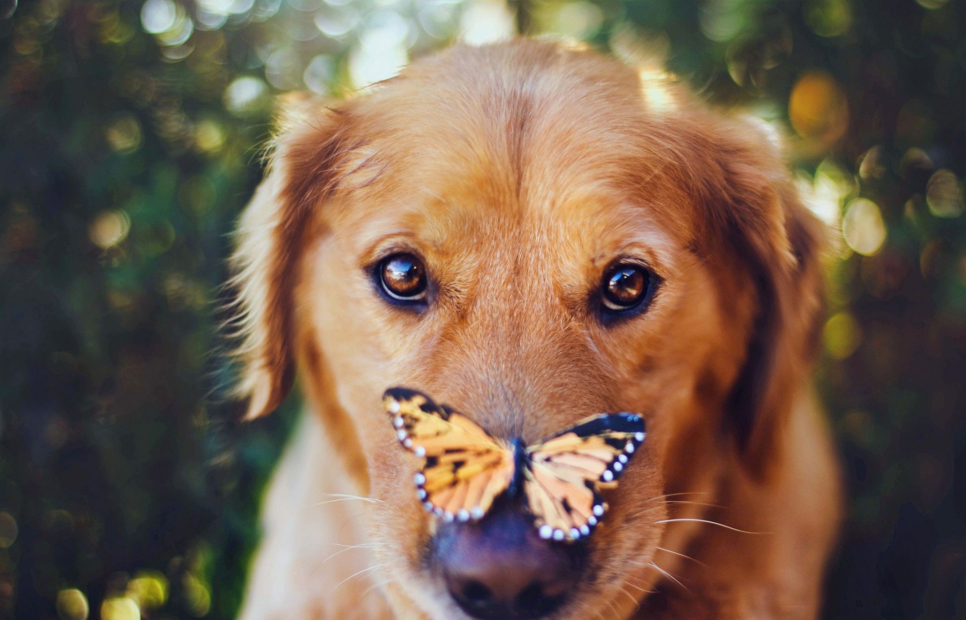 hayvanlar köpek evde beslenen hayvan sevimli hayvan memeli portre köpek eğitmeni köpek yavrusu kürk doğa