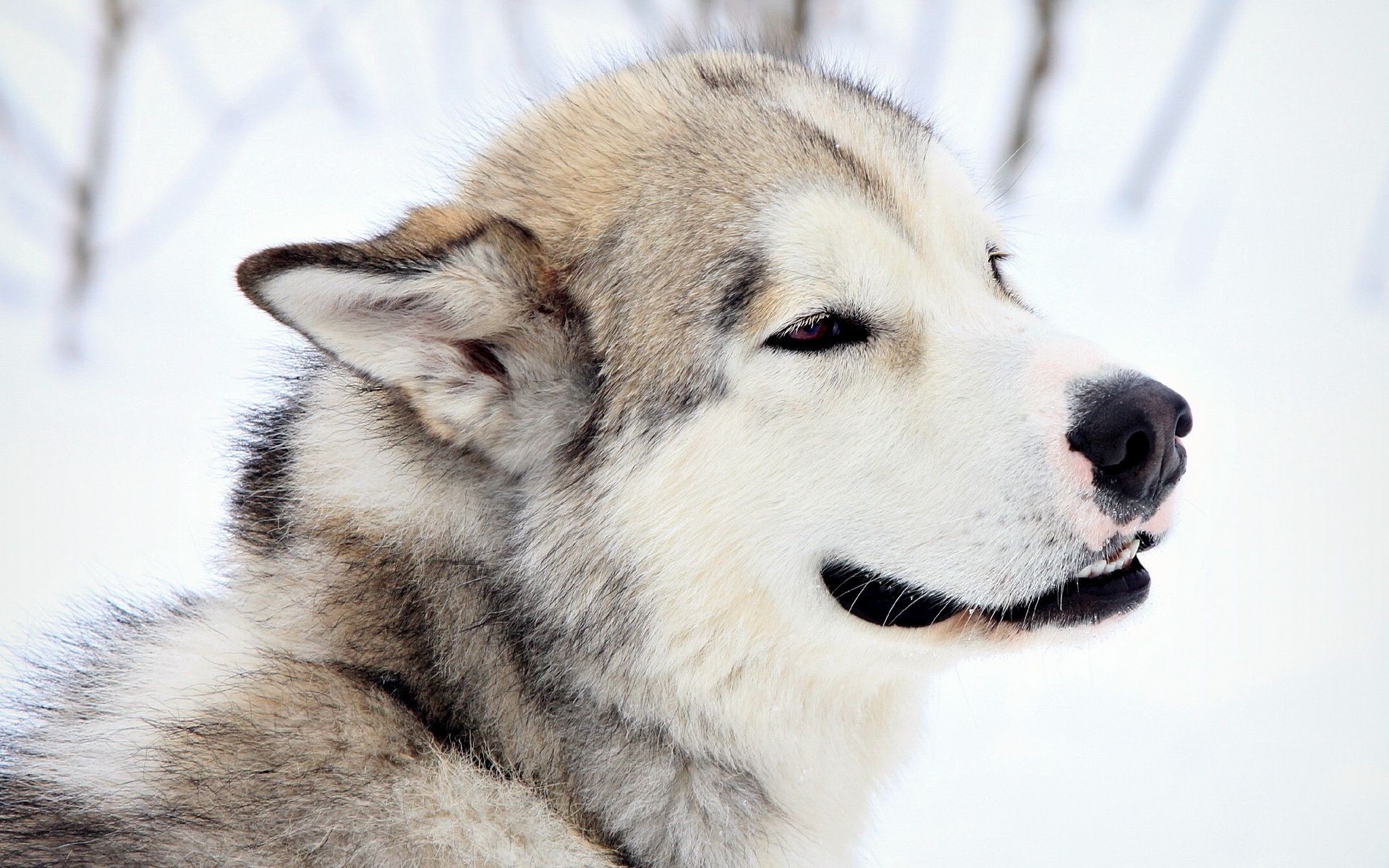 dogs dog mammal animal canine cute portrait pet wolf sledge frosty fur winter eye looking siberian