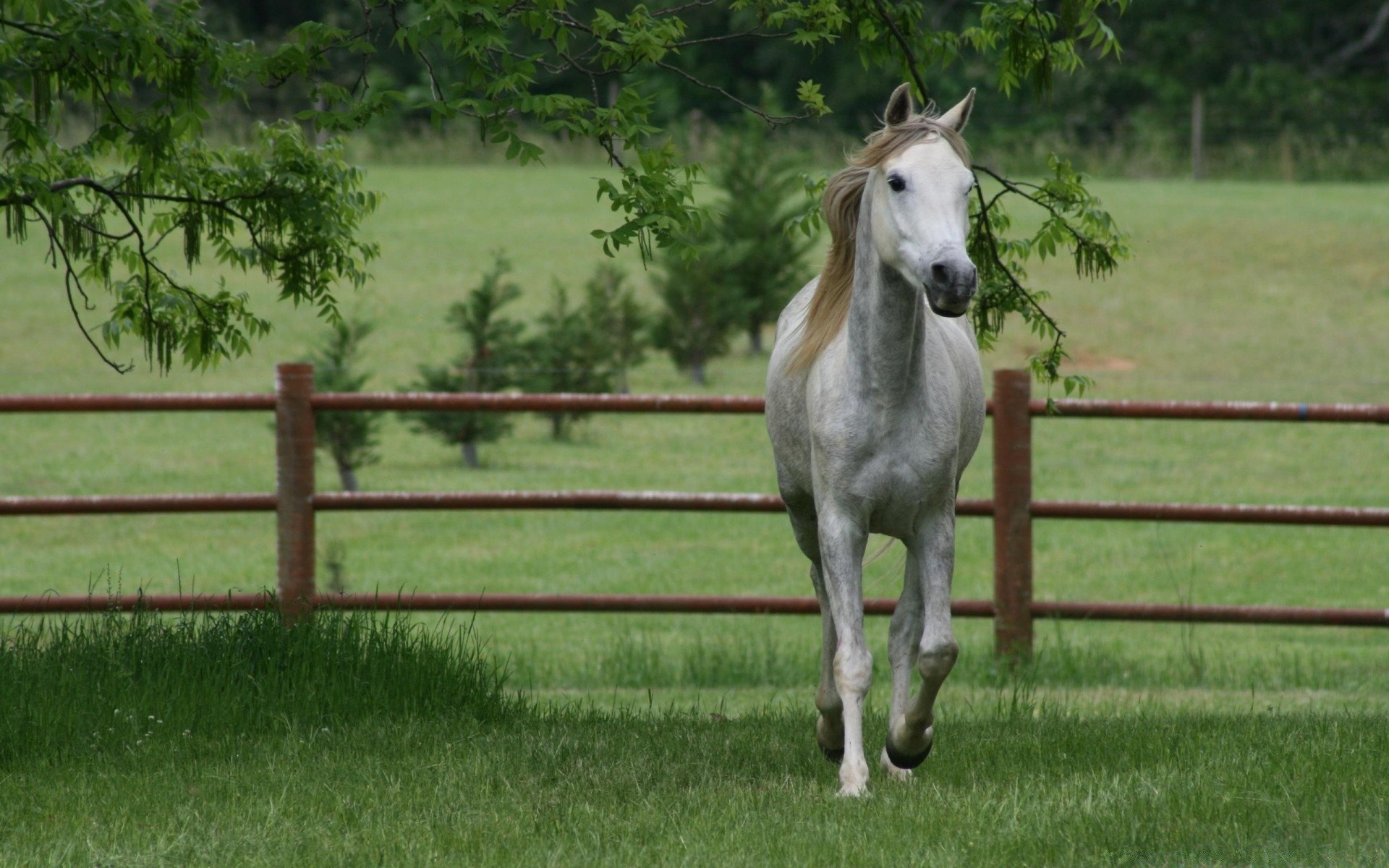 horses horse mare mammal cavalry grass stallion farm equine equestrian pony fence hayfield paddock field animal mane rural pasture livestock