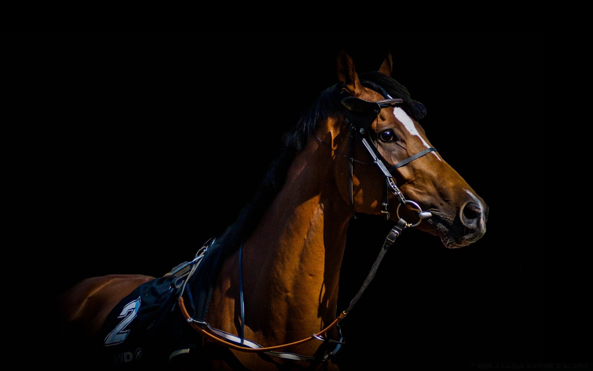 horses horse cavalry mammal one sitting competition equestrian mare race equine stallion portrait racehorse