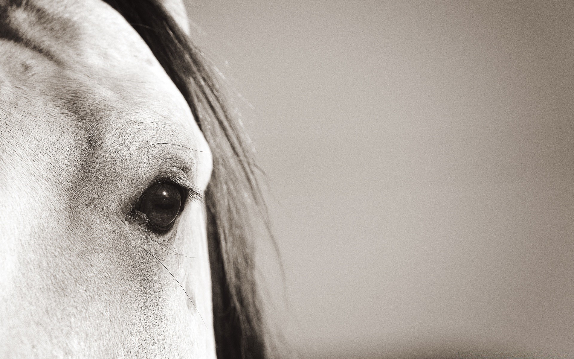 cheval portrait tête cavalerie unique monochrome visage studio animal couleur belle fille cheveux bureau