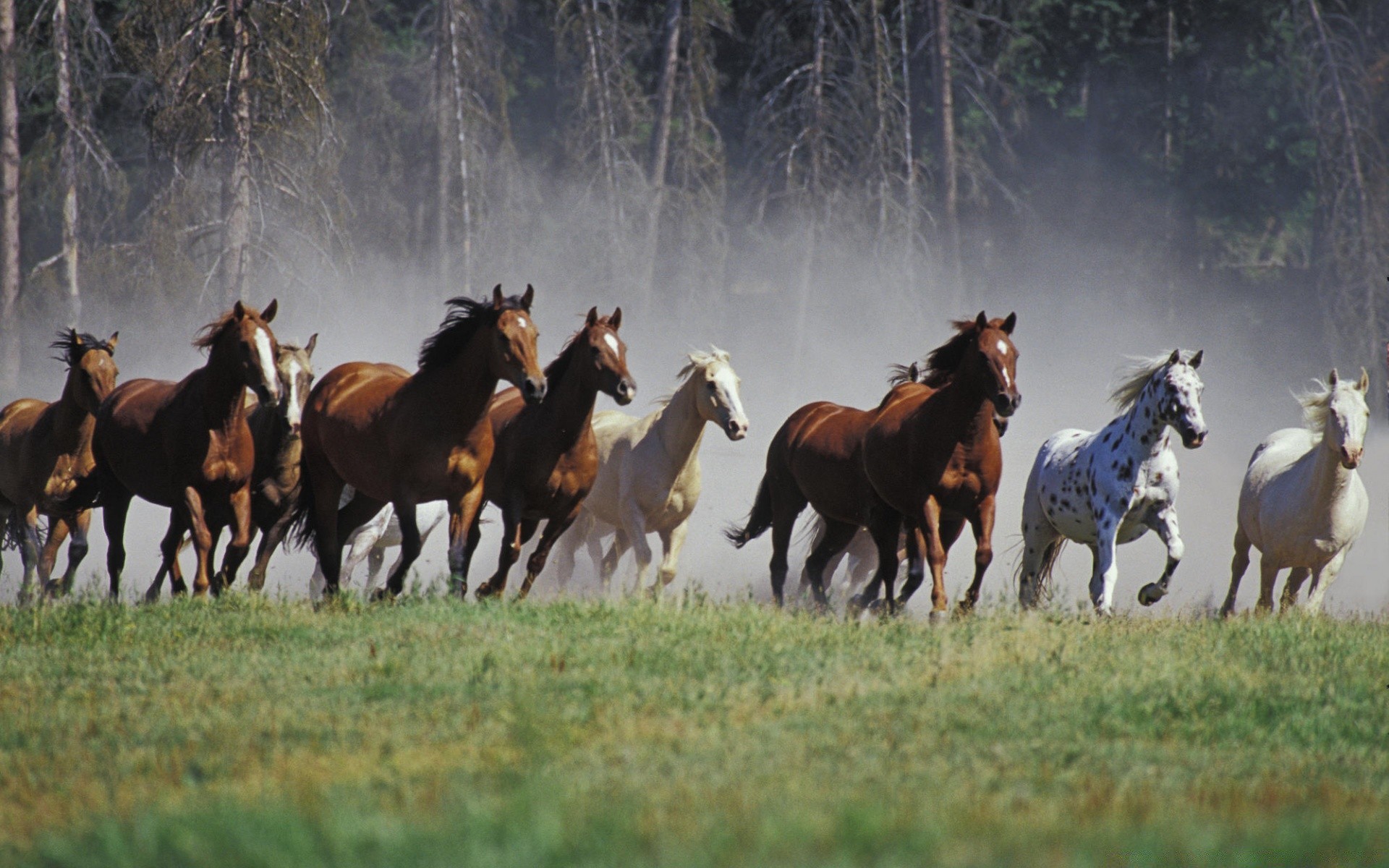 horses cavalry mammal equestrian horse hayfield farm mare equine herd stallion sitting grass pasture livestock agriculture thoroughbred animal field gallop runner