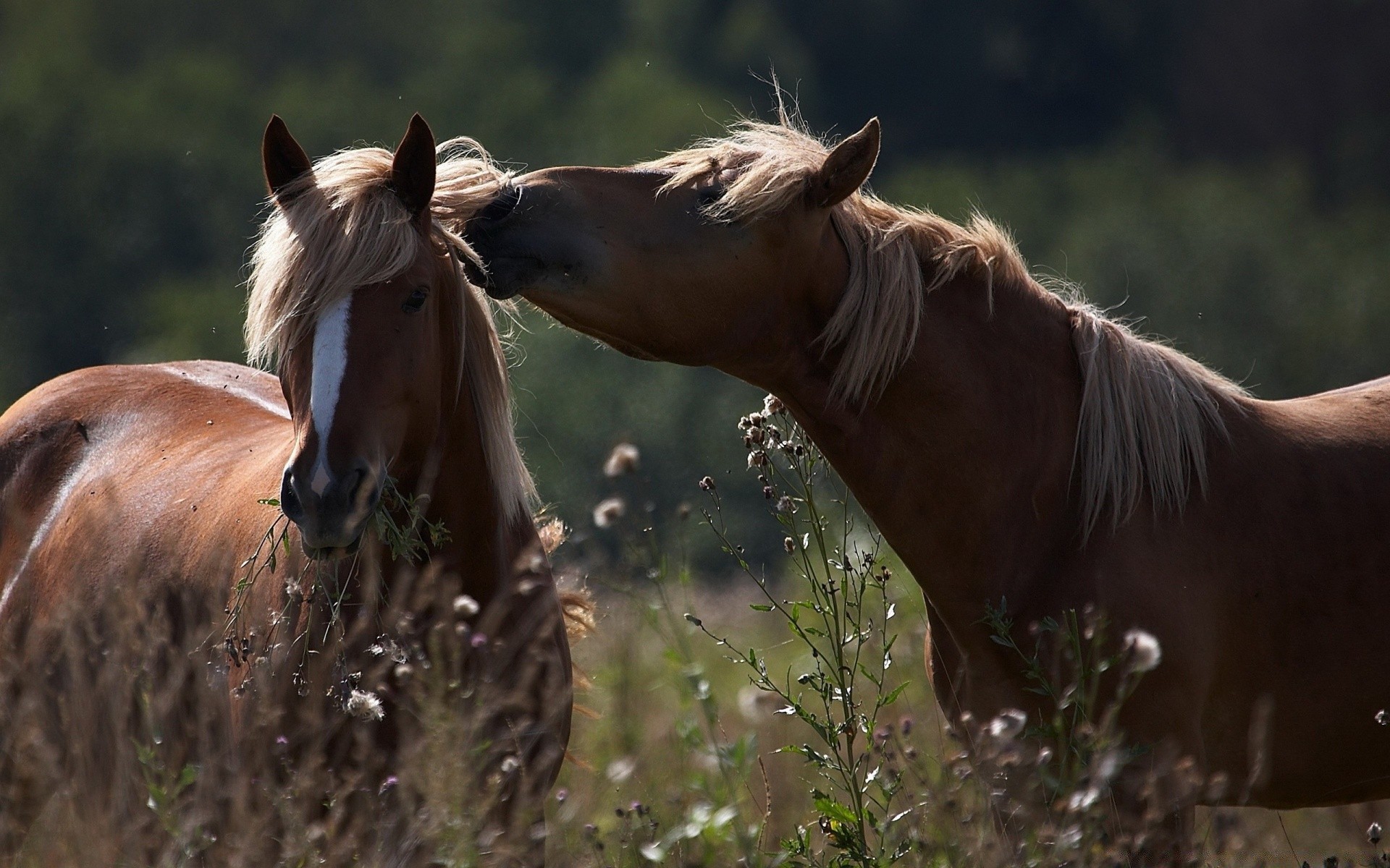 cavalos cavalaria mare cavalo mamífero mane criação de cavalos grama garanhão pasto natureza ao ar livre equestre pônei castanha animal sozinho vida selvagem sentado fazenda