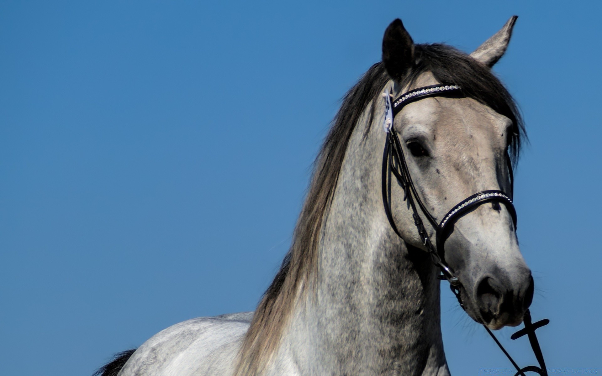 horses cavalry horse animal mare stallion head mane nature mammal equestrian sky portrait equine farm one