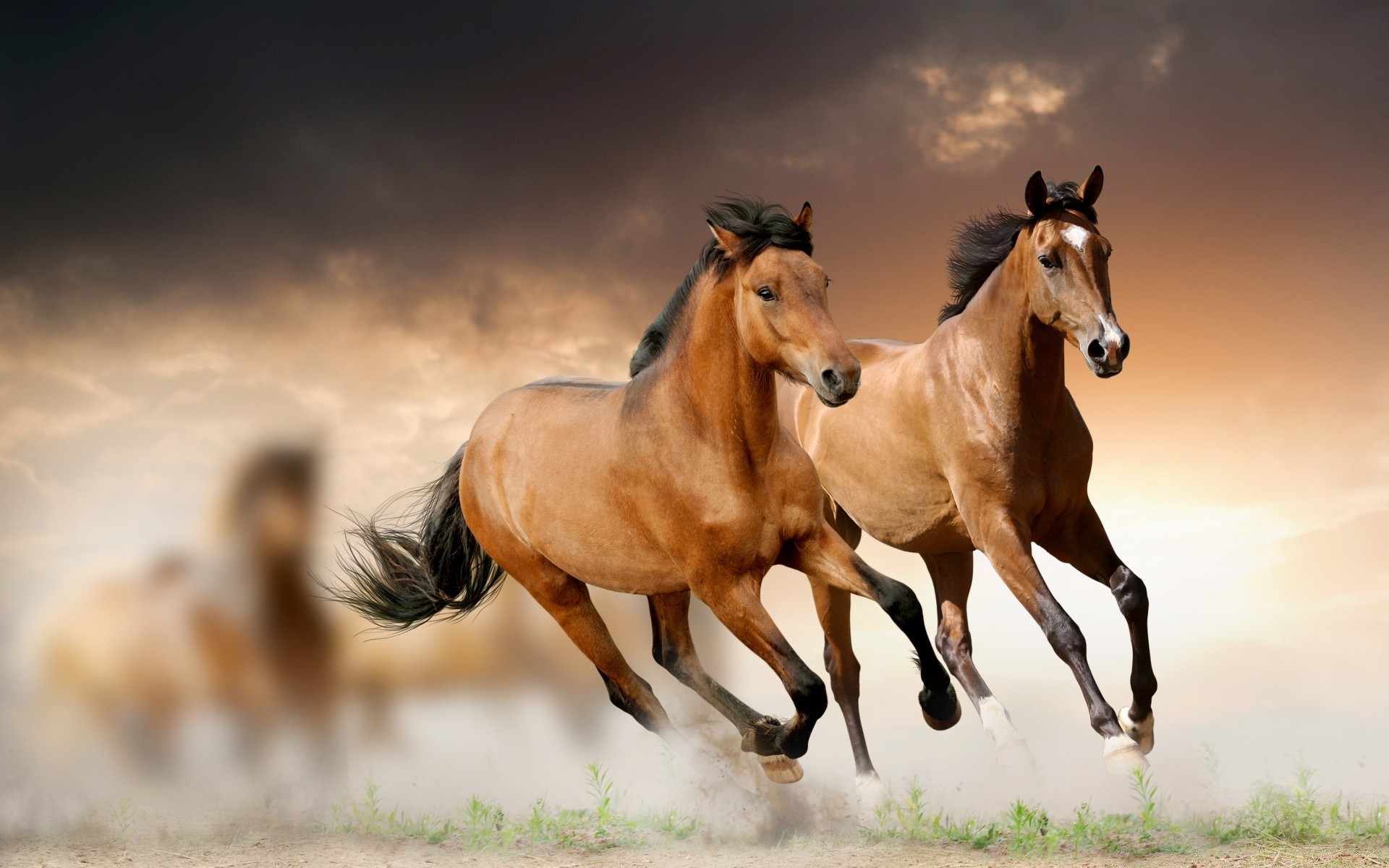 cavalos cavalo garanhão mare criação de cavalos mamífero cavalaria manet campo equestre animal grama feno skoko pasto puro-sangue fazenda rápido rural pônei castanha