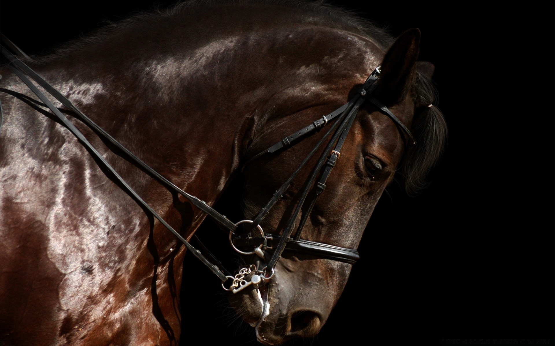 cavalos sozinho cavalaria mamífero retrato cavalo sentado competição mare escuro